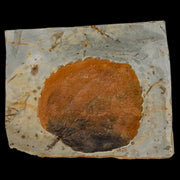 2.9" Zizyphoides Flabellum Fossil Plant Leaf Fort Union Glendive MT Paleocene Age