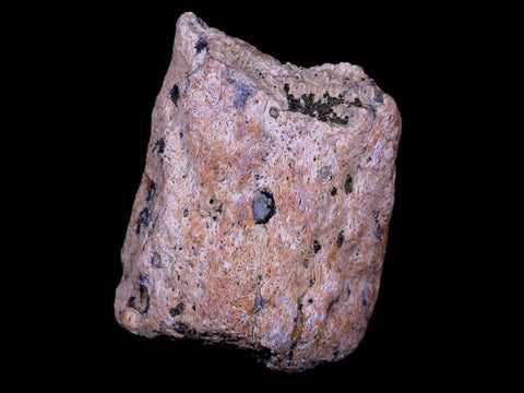 2" Triceratops Fossil Horn Bone Section Lance Creek FM Cretaceous Dinosaur WY COA - Fossil Age Minerals