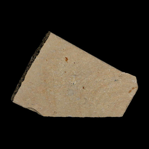 1.9" Fossil Shrimp Carpopenaeus Cretaceous Age 100 Mil Yrs Old Lebanon COA - Fossil Age Minerals