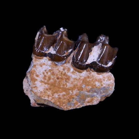 0.9" Mesohippus Fossil Jaw Teeth Three Toed Horse Oligocene Age SD Badlands COA