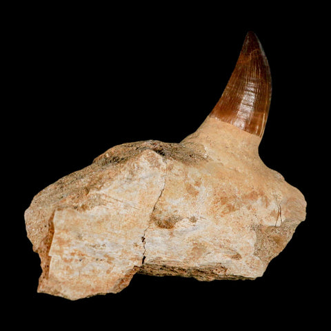 3.4" Mosasaur Prognathodon Fossil Tooth Jaw Section Cretaceous Dinosaur Era COA