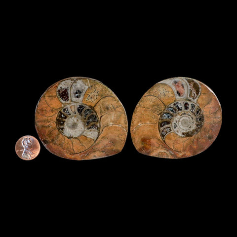 2.7" Goniatite Ammonite Fossil Polished, Cut Half's Erfoud Morocco Devonian Age COA - Fossil Age Minerals
