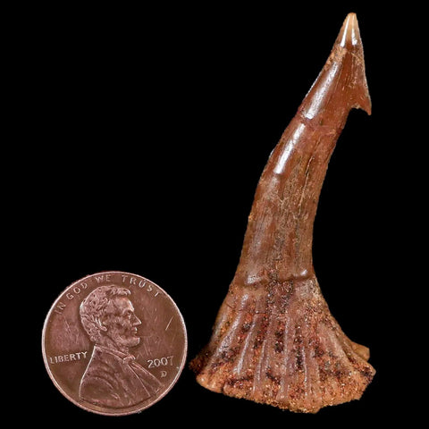 XL 2.1" Sawfish Fossil Tooth Barb Onchopristis Numidus Cretaceous Dinosaur Era COA - Fossil Age Minerals
