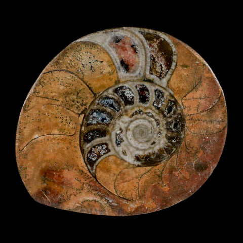 2.7" Goniatite Ammonite Fossil Polished, Cut Half's Erfoud Morocco Devonian Age COA - Fossil Age Minerals