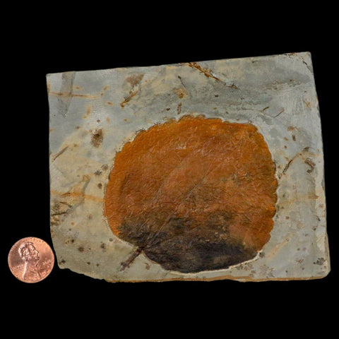 3.1" Zizyphoides Flabellum Fossil Plant Leaf Fort Union Glendive MT Paleocene Age
