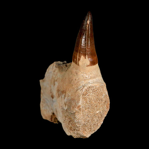 3.4" Mosasaur Prognathodon Fossil Tooth Jaw Section Cretaceous Dinosaur Era COA