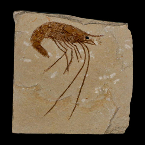 2.1" Fossil Shrimp Carpopenaeus Cretaceous Age 100 Mil Yrs Old Lebanon COA - Fossil Age Minerals