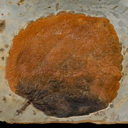 2.9" Zizyphoides Flabellum Fossil Plant Leaf Fort Union Glendive MT Paleocene Age