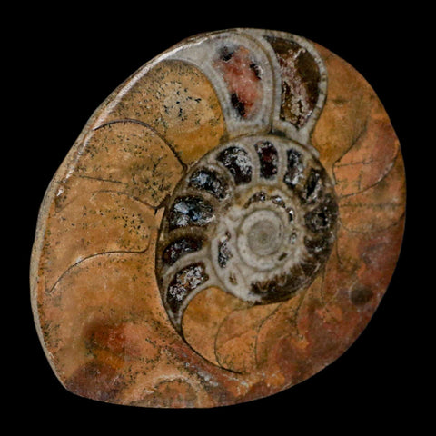 2.7" Goniatite Ammonite Fossil Polished, Cut Half's Erfoud Morocco Devonian Age COA - Fossil Age Minerals