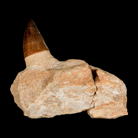 3.4" Mosasaur Prognathodon Fossil Tooth Jaw Section Cretaceous Dinosaur Era COA