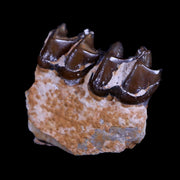 0.9" Mesohippus Fossil Jaw Teeth Three Toed Horse Oligocene Age SD Badlands COA