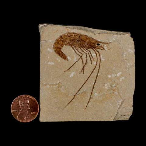 2.1" Fossil Shrimp Carpopenaeus Cretaceous Age 100 Mil Yrs Old Lebanon COA - Fossil Age Minerals