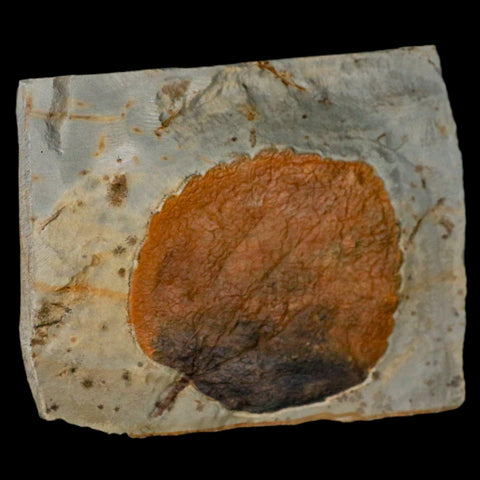 3.1" Zizyphoides Flabellum Fossil Plant Leaf Fort Union Glendive MT Paleocene Age
