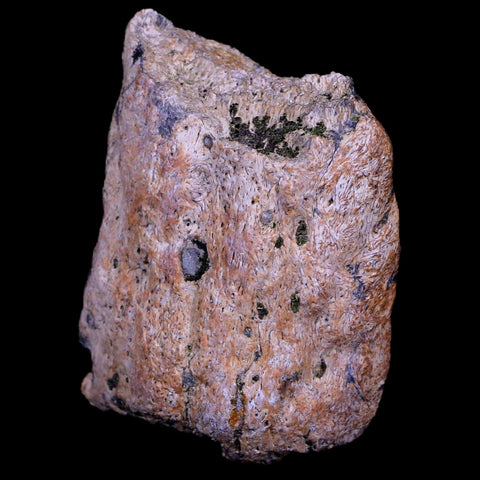 2" Triceratops Fossil Horn Bone Section Lance Creek FM Cretaceous Dinosaur WY COA - Fossil Age Minerals