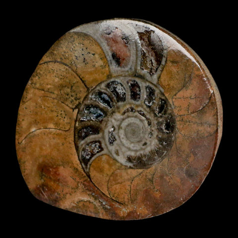 2.7" Goniatite Ammonite Fossil Polished, Cut Half's Erfoud Morocco Devonian Age COA - Fossil Age Minerals