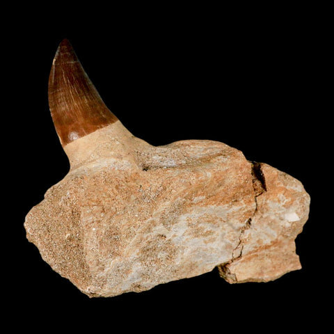 3.4" Mosasaur Prognathodon Fossil Tooth Jaw Section Cretaceous Dinosaur Era COA