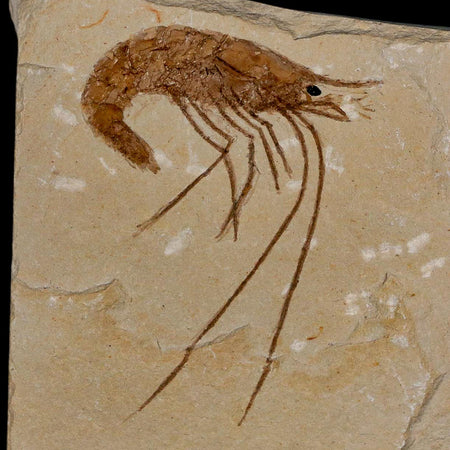 2.1" Fossil Shrimp Carpopenaeus Cretaceous Age 100 Mil Yrs Old Lebanon COA