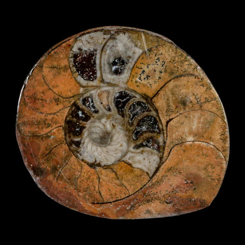 2.7" Goniatite Ammonite Fossil Polished, Cut Half's Erfoud Morocco Devonian Age COA - Fossil Age Minerals