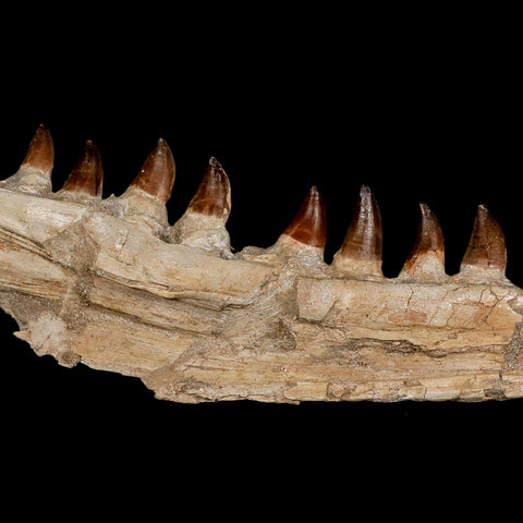 18.5" Mosasaur Prognathodon Fossil Jaw Section Teeth Cretaceous Dinosaur Era COA