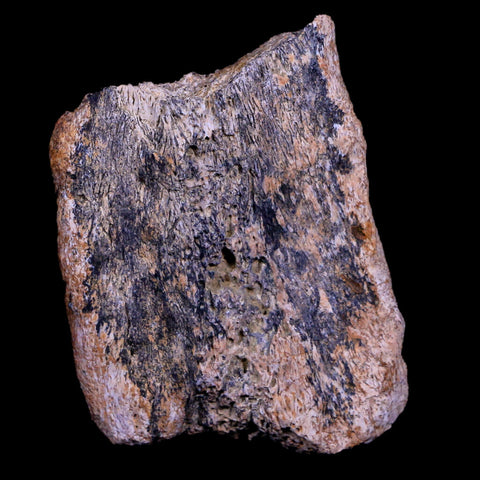 2" Triceratops Fossil Horn Bone Section Lance Creek FM Cretaceous Dinosaur WY COA - Fossil Age Minerals