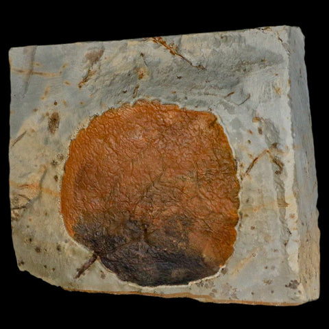 3.1" Zizyphoides Flabellum Fossil Plant Leaf Fort Union Glendive MT Paleocene Age