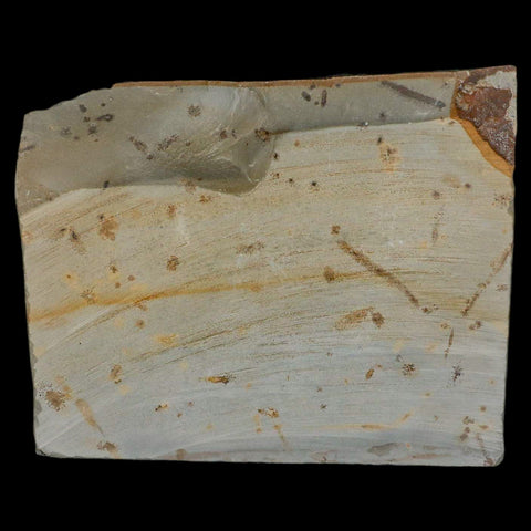 3.1" Zizyphoides Flabellum Fossil Plant Leaf Fort Union Glendive MT Paleocene Age