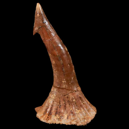 XL 2.1" Sawfish Fossil Tooth Barb Onchopristis Numidus Cretaceous Dinosaur Era COA