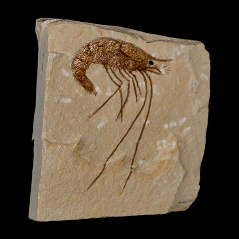 2.1" Fossil Shrimp Carpopenaeus Cretaceous Age 100 Mil Yrs Old Lebanon COA - Fossil Age Minerals