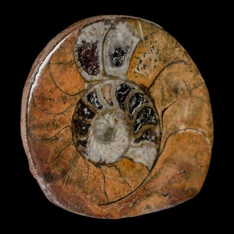 2.7" Goniatite Ammonite Fossil Polished, Cut Half's Erfoud Morocco Devonian Age COA - Fossil Age Minerals