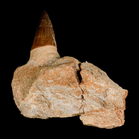 3.4" Mosasaur Prognathodon Fossil Tooth Jaw Section Cretaceous Dinosaur Era COA