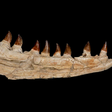 18.5" Mosasaur Prognathodon Fossil Jaw Section Teeth Cretaceous Dinosaur Era COA