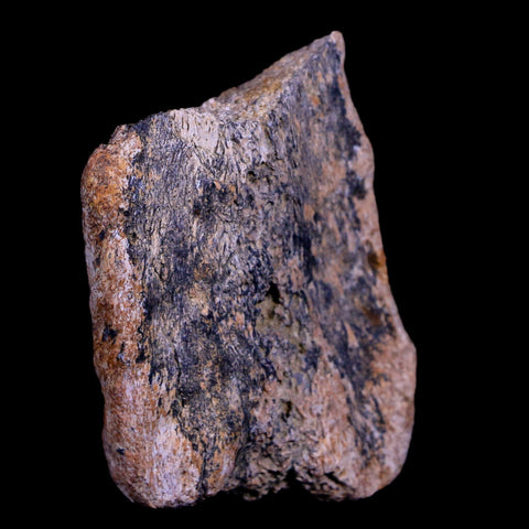 2" Triceratops Fossil Horn Bone Section Lance Creek FM Cretaceous Dinosaur WY COA - Fossil Age Minerals