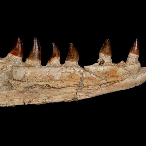 18.5" Mosasaur Prognathodon Fossil Jaw Section Teeth Cretaceous Dinosaur Era COA