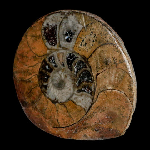 2.7" Goniatite Ammonite Fossil Polished, Cut Half's Erfoud Morocco Devonian Age COA - Fossil Age Minerals