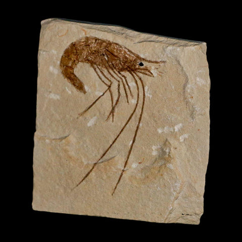 2.1" Fossil Shrimp Carpopenaeus Cretaceous Age 100 Mil Yrs Old Lebanon COA - Fossil Age Minerals