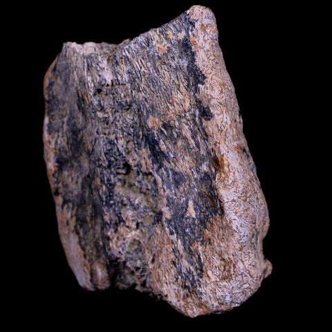 2" Triceratops Fossil Horn Bone Section Lance Creek FM Cretaceous Dinosaur WY COA - Fossil Age Minerals