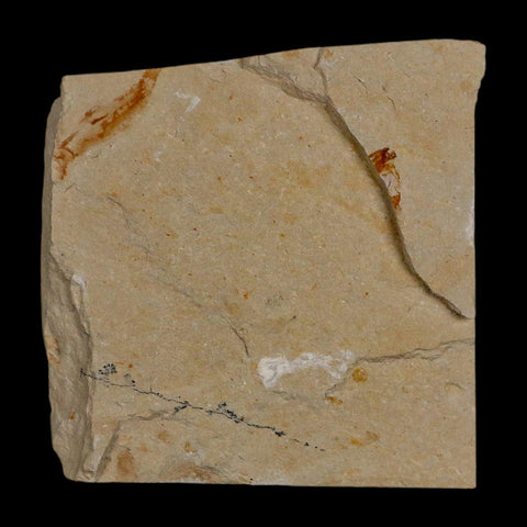 2.1" Fossil Shrimp Carpopenaeus Cretaceous Age 100 Mil Yrs Old Lebanon COA - Fossil Age Minerals