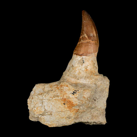 4.2" Mosasaur Prognathodon Fossil Tooth Jaw Section Cretaceous Dinosaur Era COA