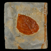 1.6" Davidia Antiqua Fossil Plant Leaf  Plant Fort Union Formation Glendive Montana