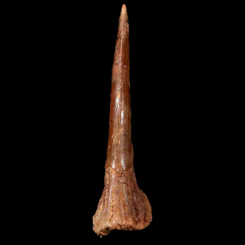 XL 2.1" Sawfish Fossil Tooth Barb Onchopristis Numidus Cretaceous Dinosaur Era COA - Fossil Age Minerals