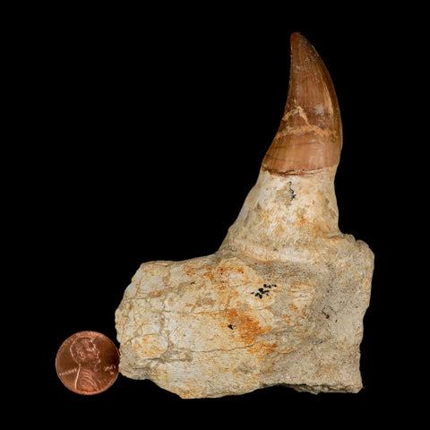 4.2" Mosasaur Prognathodon Fossil Tooth Jaw Section Cretaceous Dinosaur Era COA