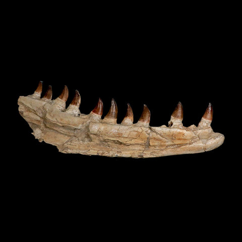 18.5" Mosasaur Prognathodon Fossil Jaw Section Teeth Cretaceous Dinosaur Era COA
