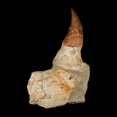 4.2" Mosasaur Prognathodon Fossil Tooth Jaw Section Cretaceous Dinosaur Era COA