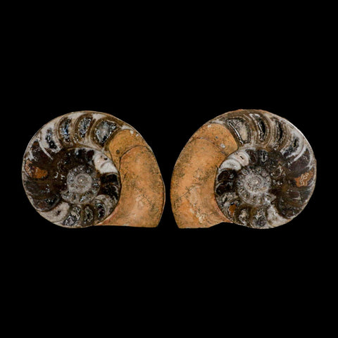 3.3" Goniatite Ammonite Fossil Polished, Cut Half's Erfoud Morocco Devonian Age COA - Fossil Age Minerals