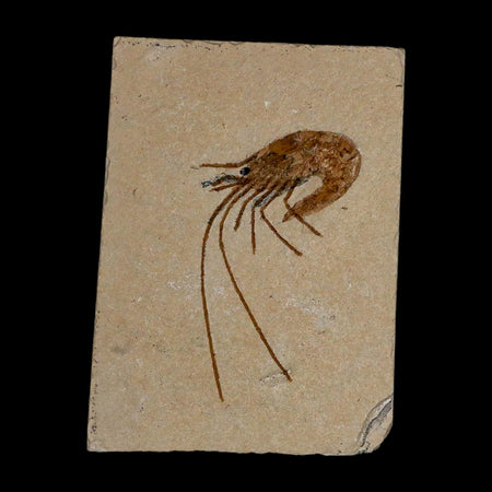 2" Fossil Shrimp Carpopenaeus Cretaceous Age 100 Mil Yrs Old Lebanon COA