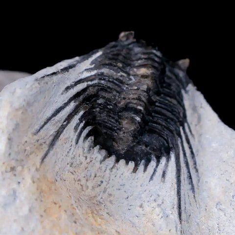 1.3" Leonaspis Sp Spiny Trilobite Fossil Morocco Devonian Age 400 Mil Yrs Old COA - Fossil Age Minerals