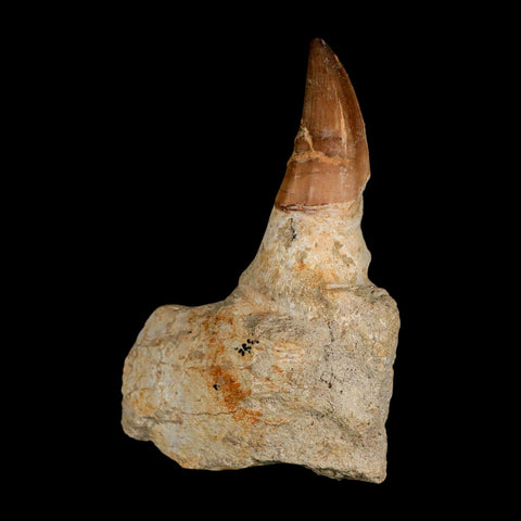 4.2" Mosasaur Prognathodon Fossil Tooth Jaw Section Cretaceous Dinosaur Era COA