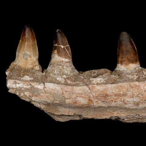 15.7" Mosasaur Prognathodon Fossil Jaw Section Teeth Cretaceous Dinosaur Era COA