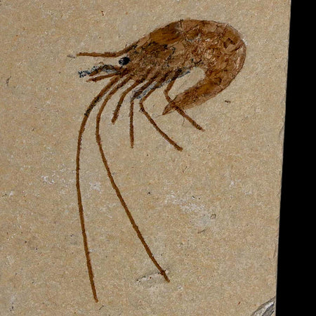 2" Fossil Shrimp Carpopenaeus Cretaceous Age 100 Mil Yrs Old Lebanon COA