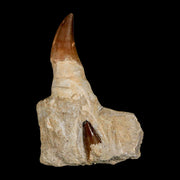 4.2" Mosasaur Prognathodon Fossil Tooth Jaw Section Cretaceous Dinosaur Era COA